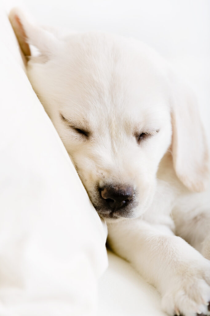 Schlafender Labrador im Hundekorb